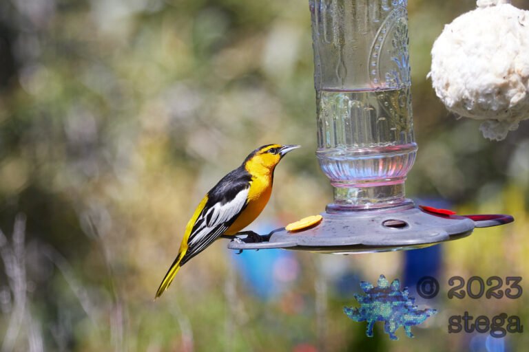 Bullock’s Oriole