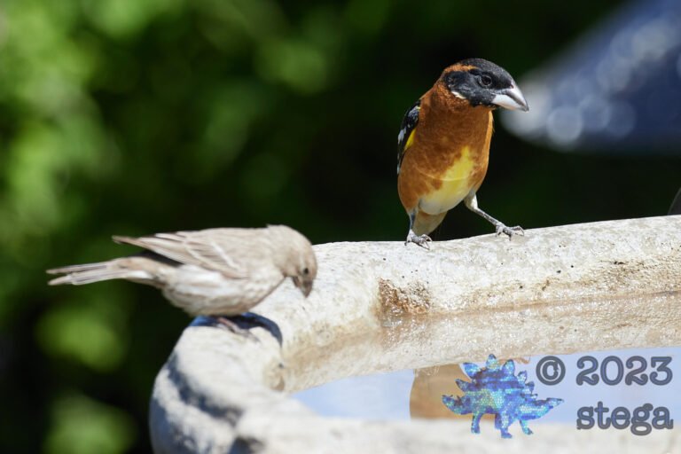 Black-Headed Grosbeak