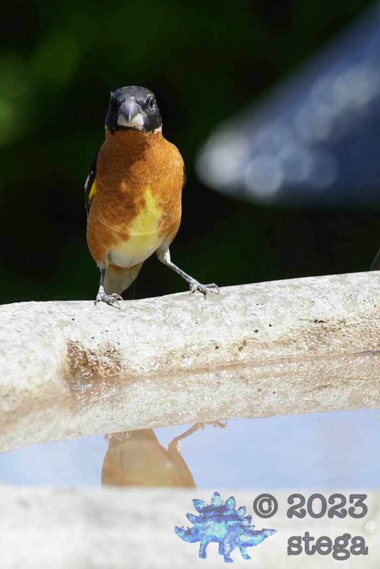 Black-Headed Grosbeak