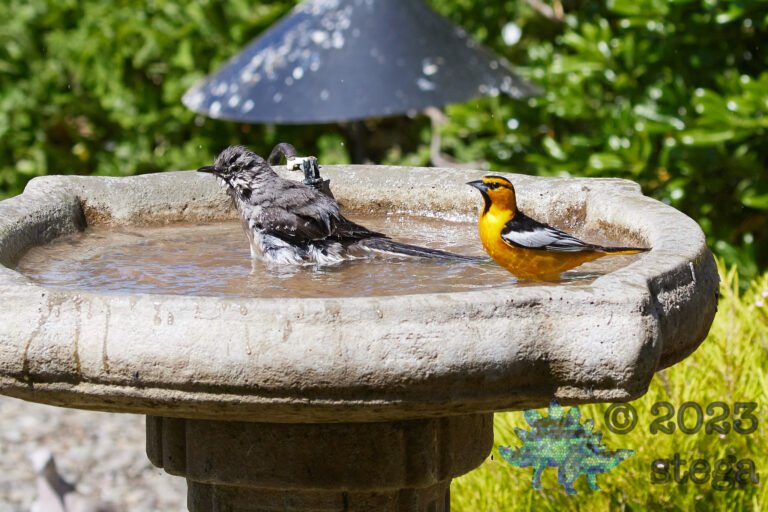 Bathing Friends