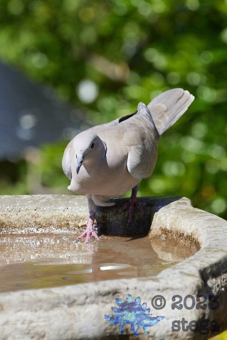 Eurasian Collared Dove