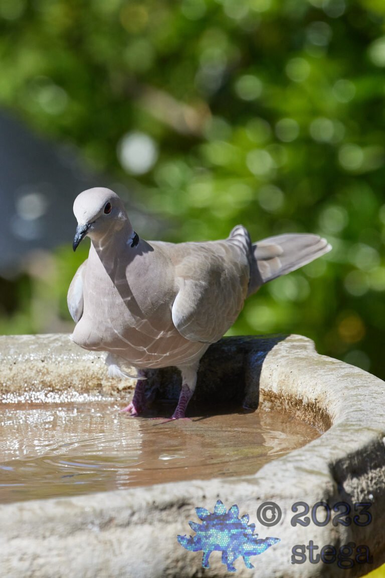 Eurasian Collared Dove