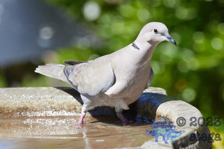 Eurasian Collared Dove