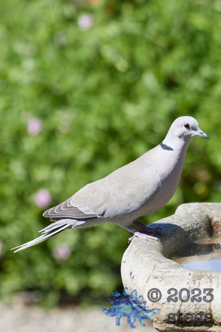 Eurasian Collared Dove