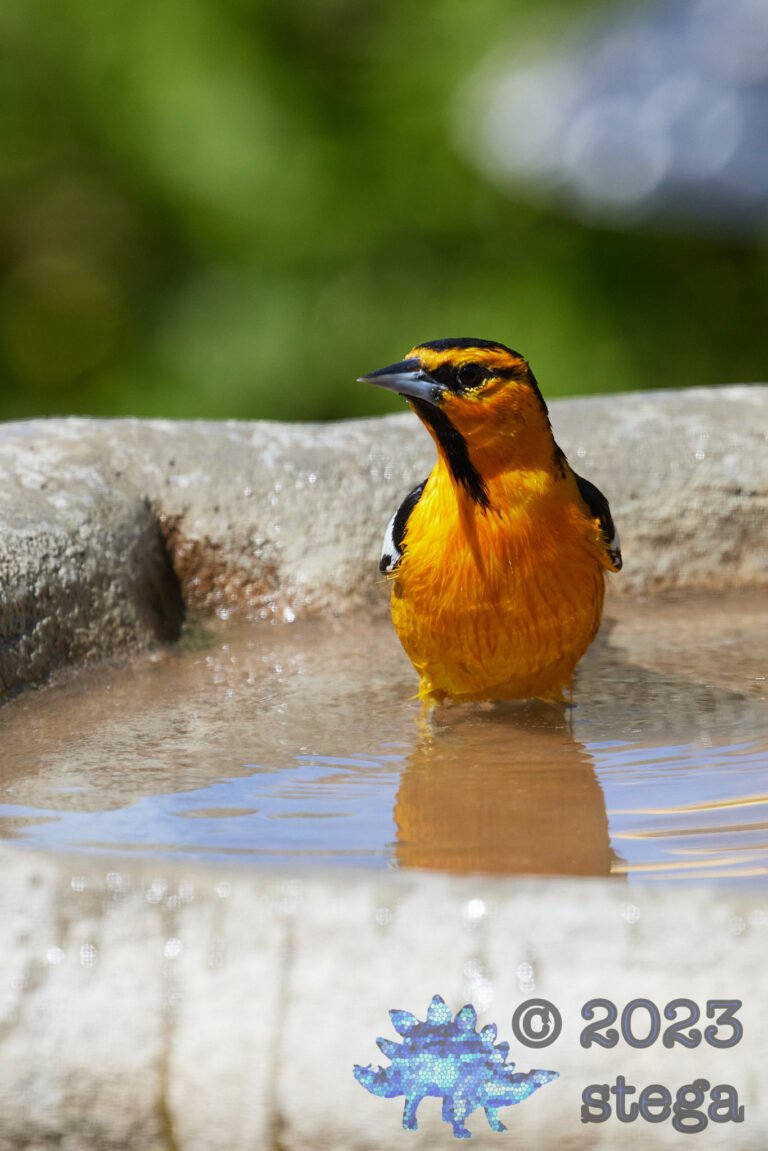 Bullock’s Oriole