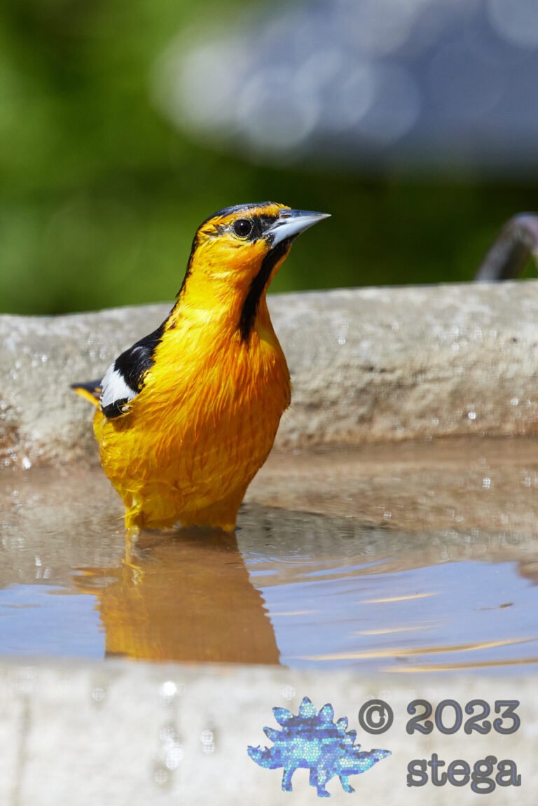 Bullock’s Oriole