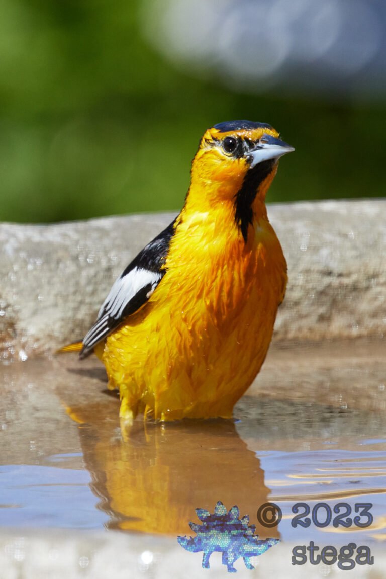 Bullock’s Oriole