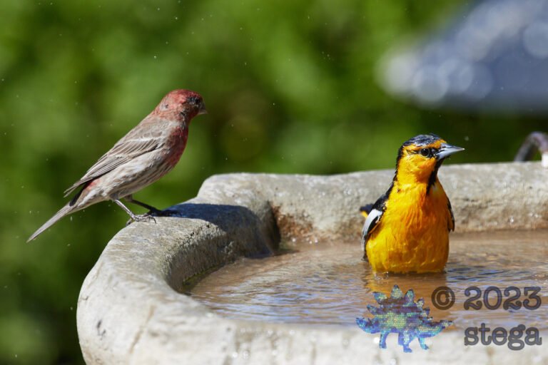 Bullock’s Oriole