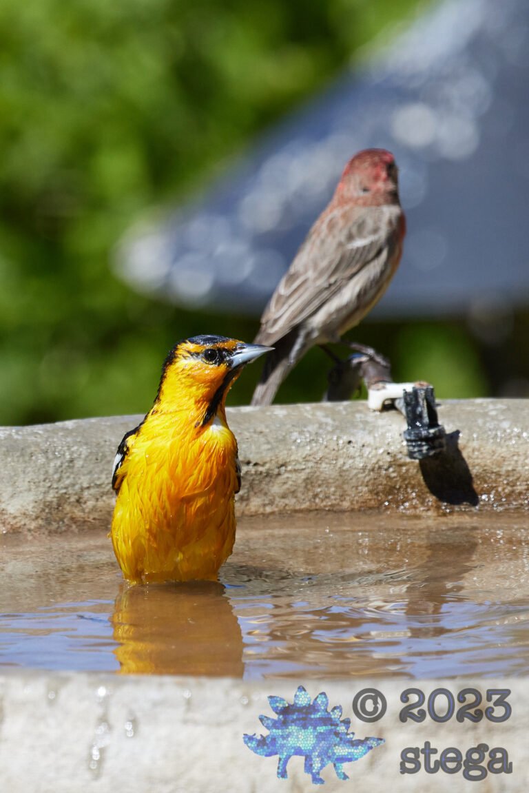 Bullock’s Oriole