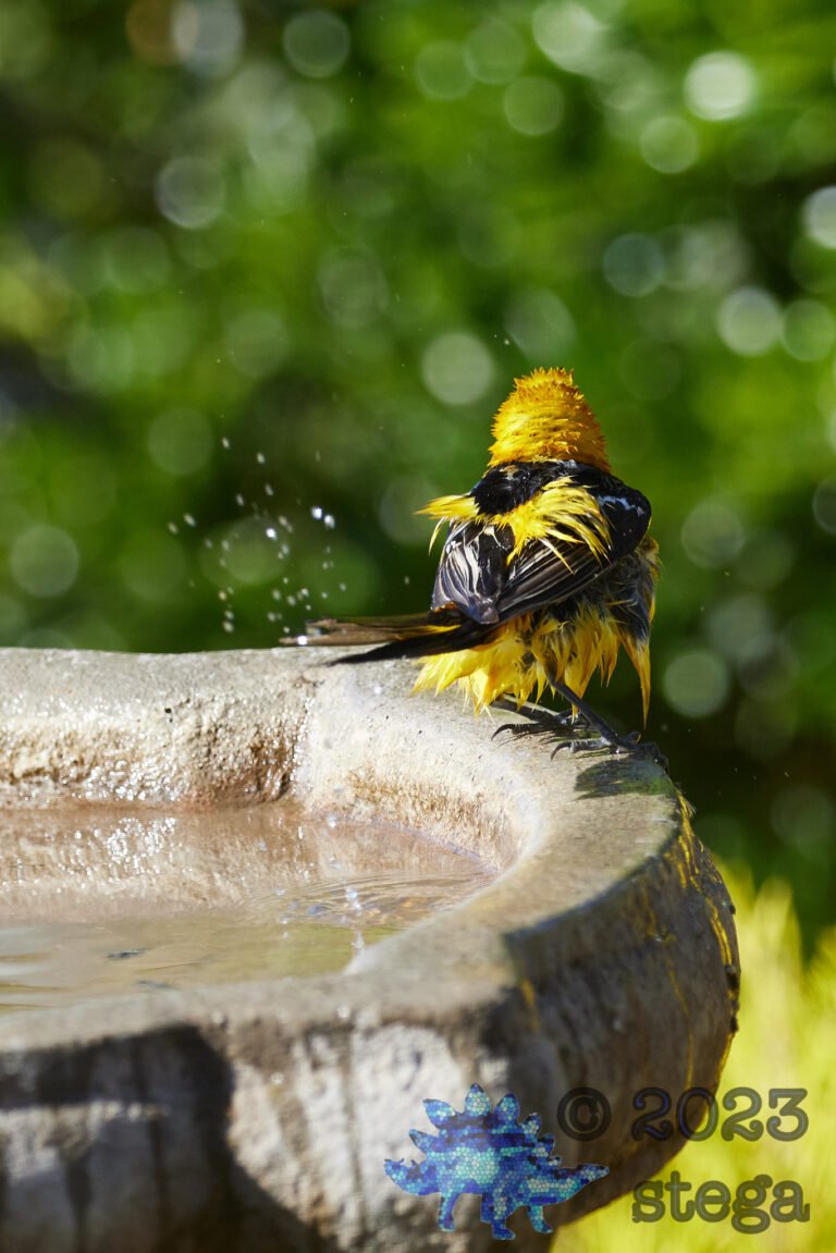 Hooded Oriole