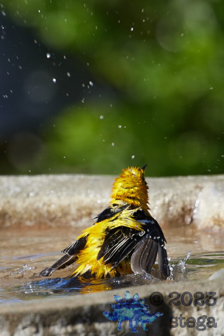Hooded Oriole