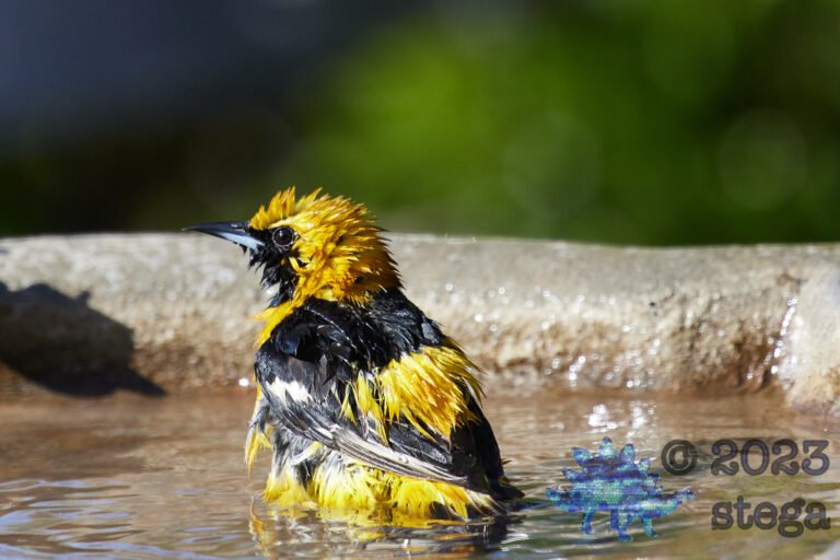 Hooded Oriole