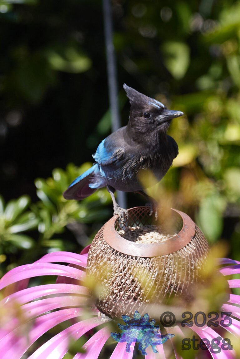 Steller’s Jay