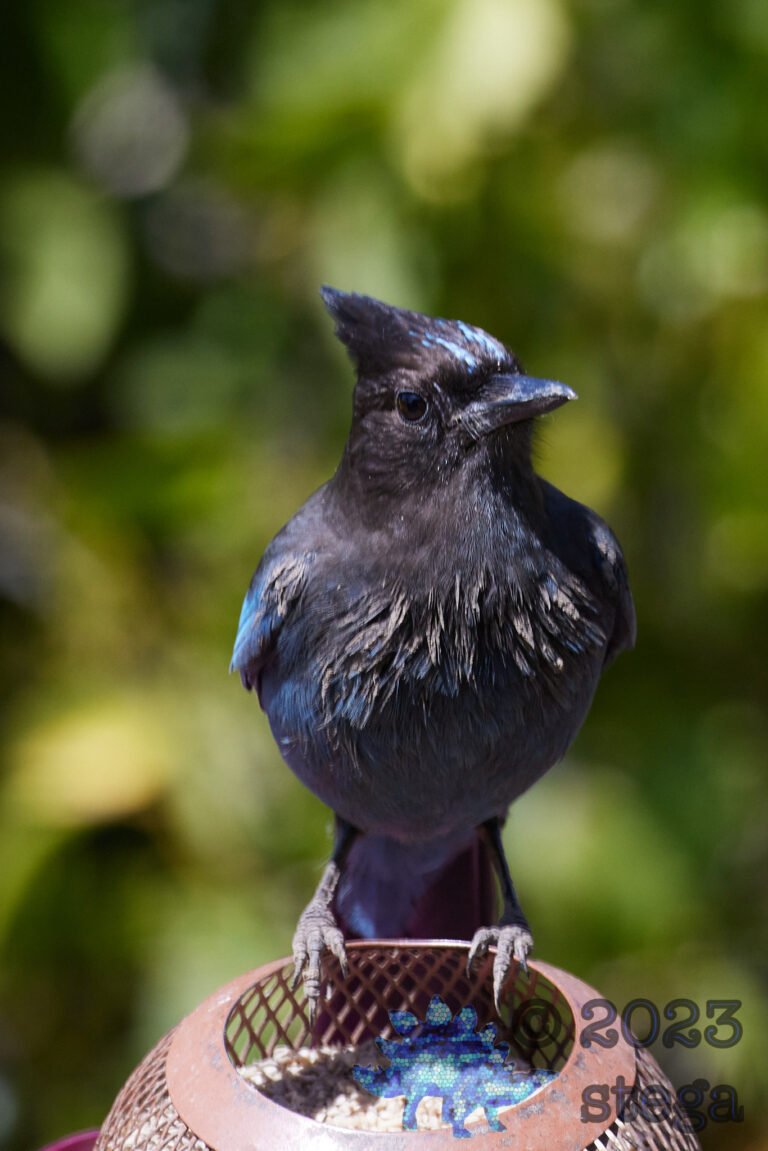 Steller’s Jay
