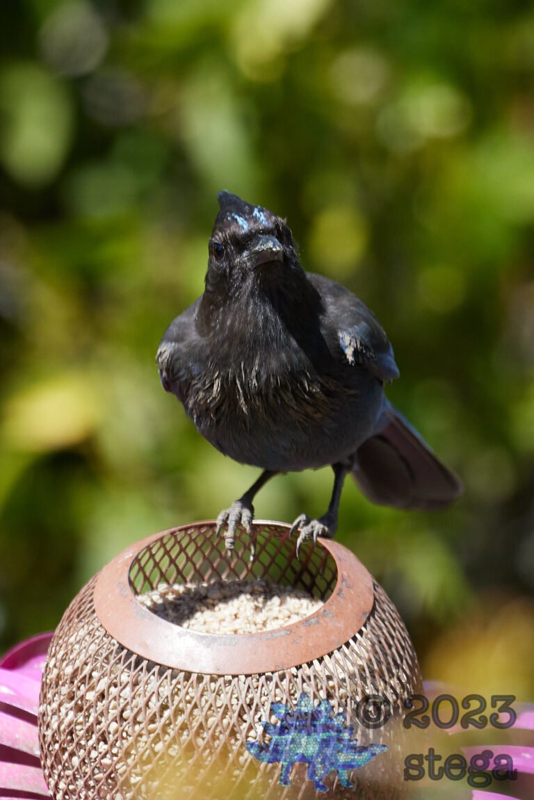 Steller’s Jay