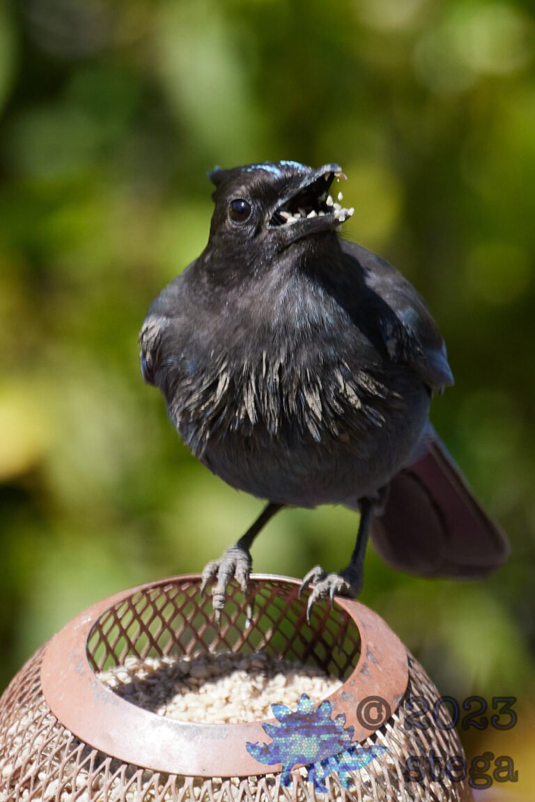 Steller’s Jay