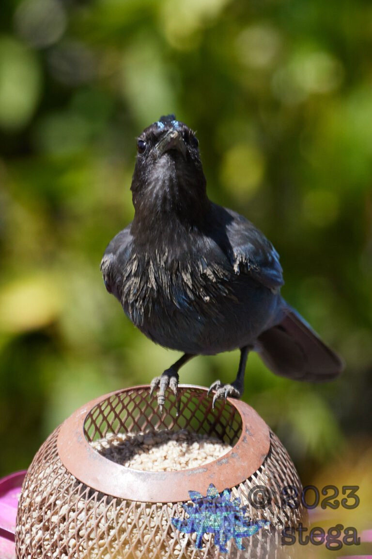 Steller’s Jay