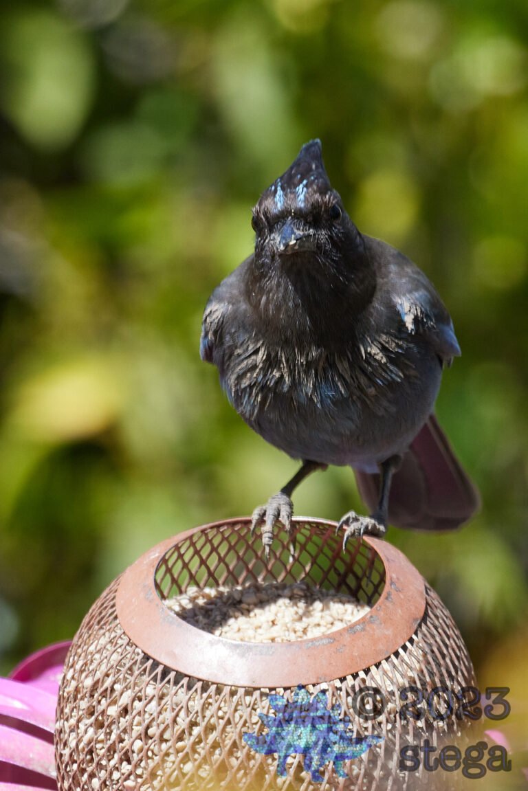 Steller’s Jay