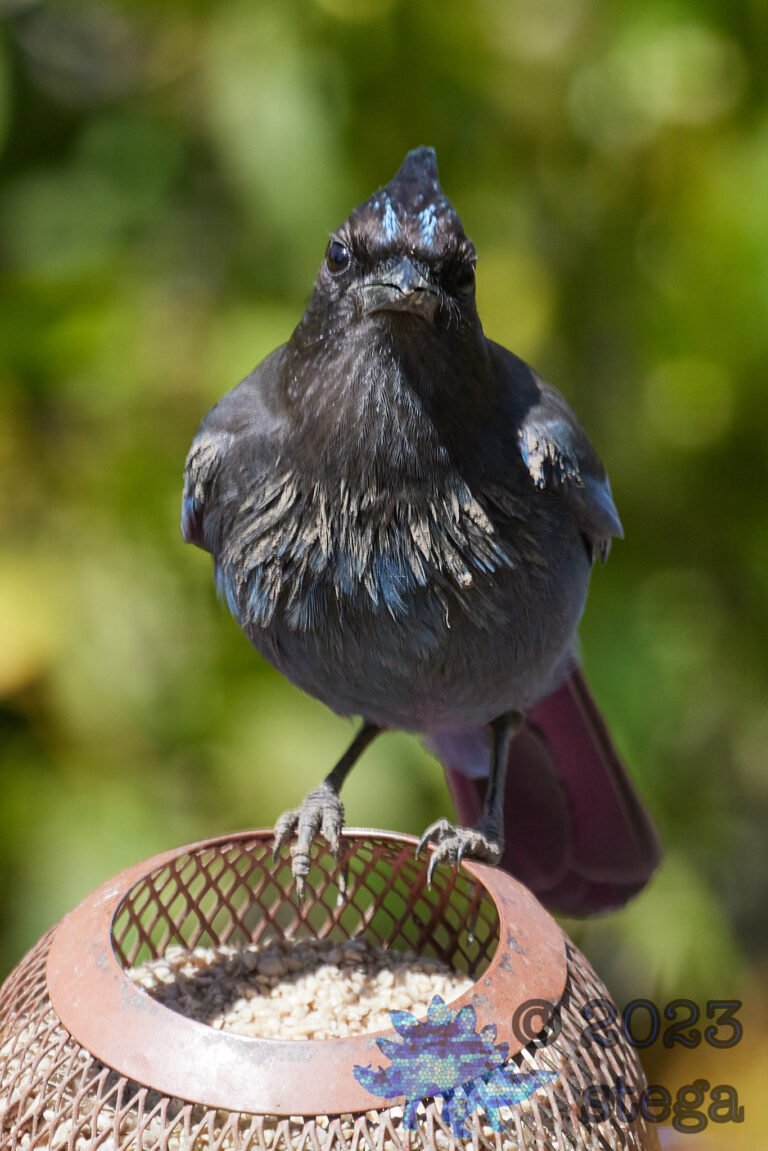Steller’s Jay