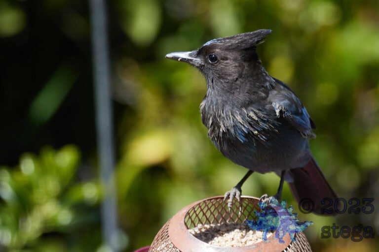 Steller’s Jay