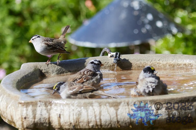 Bathing Sparrows
