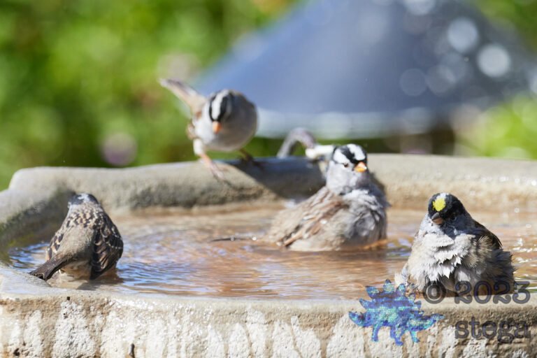 Bathing Sparrows