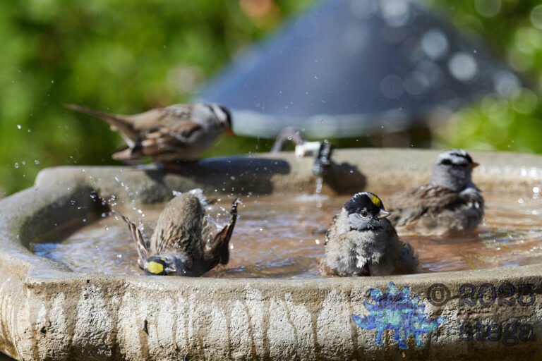 Bathing Sparrows