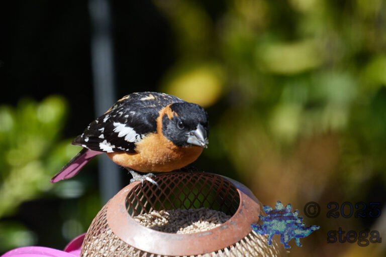 Black-Headed Grosbeak