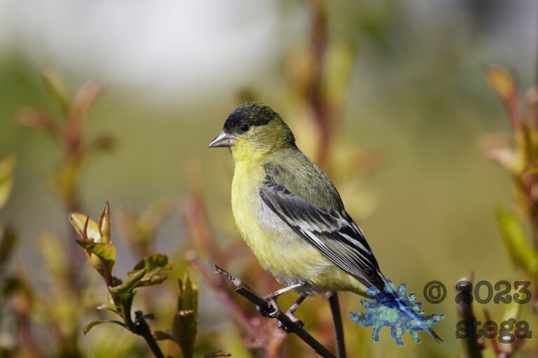 Lesser Goldfinch