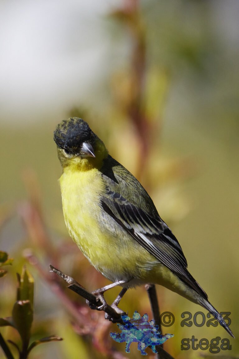 Lesser Goldfinch