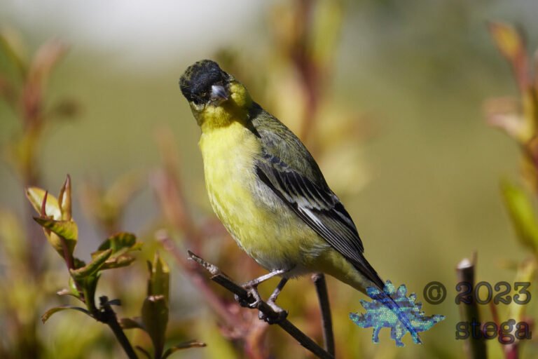 Lesser Goldfinch