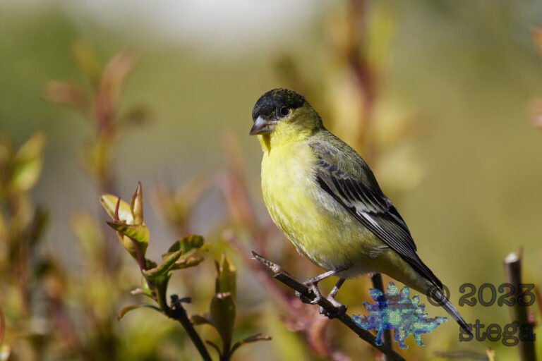 Lesser Goldfinch