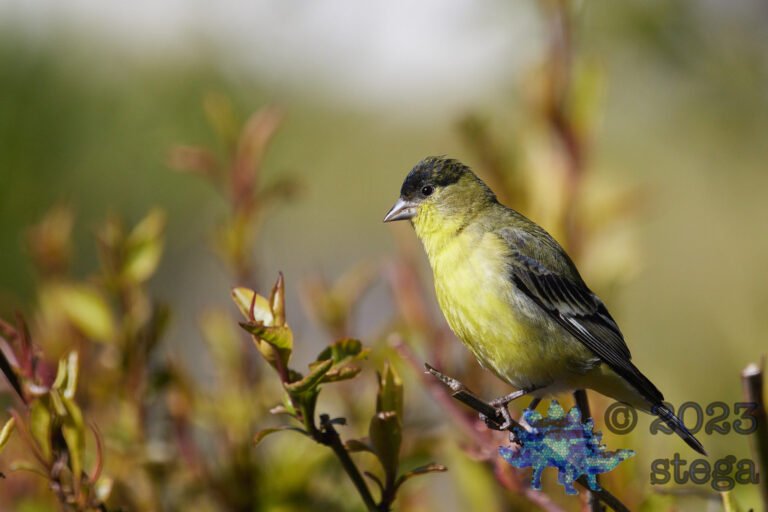 Lesser Goldfinch