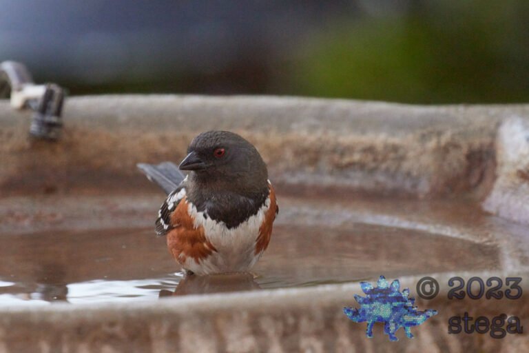 Spotted Towhee