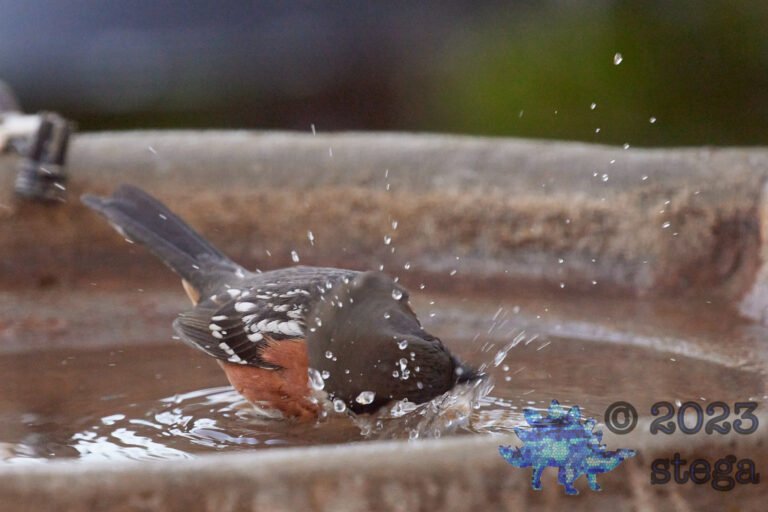 Spotted Towhee