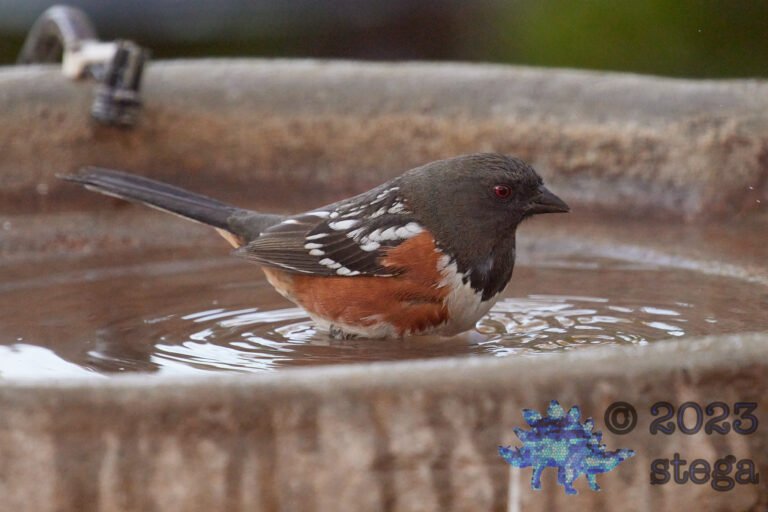 Spotted Towhee