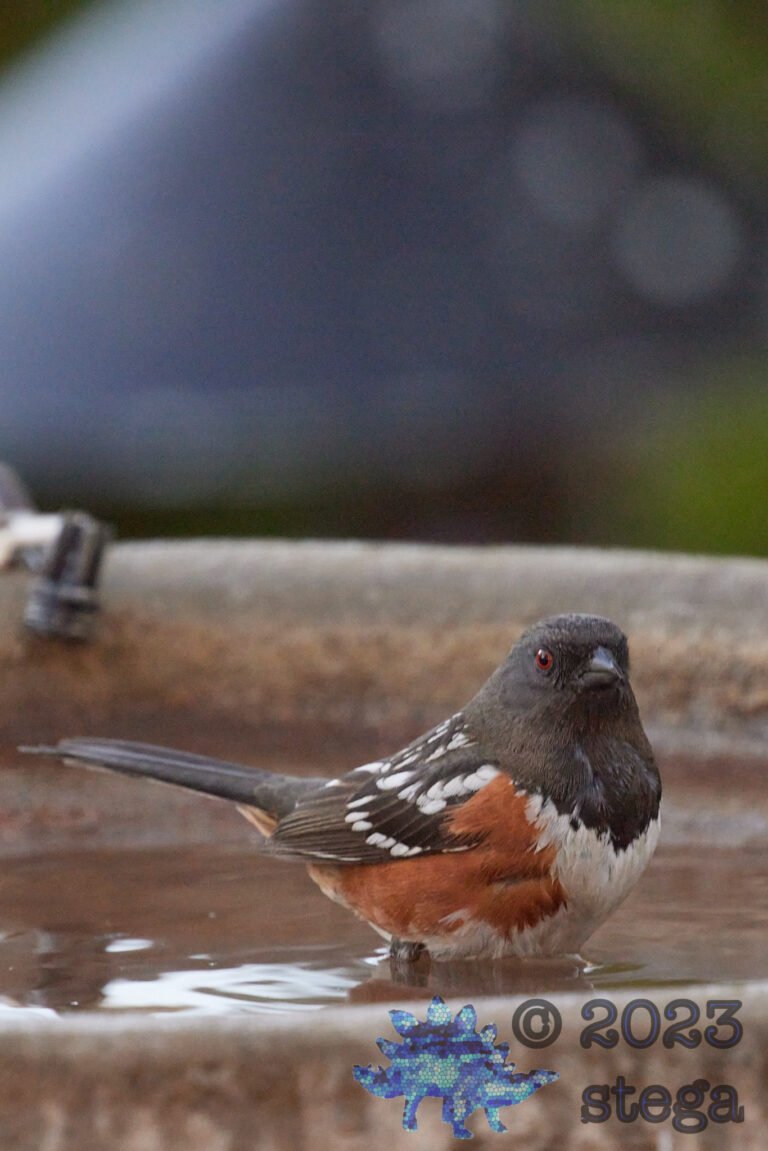 Spotted Towhee