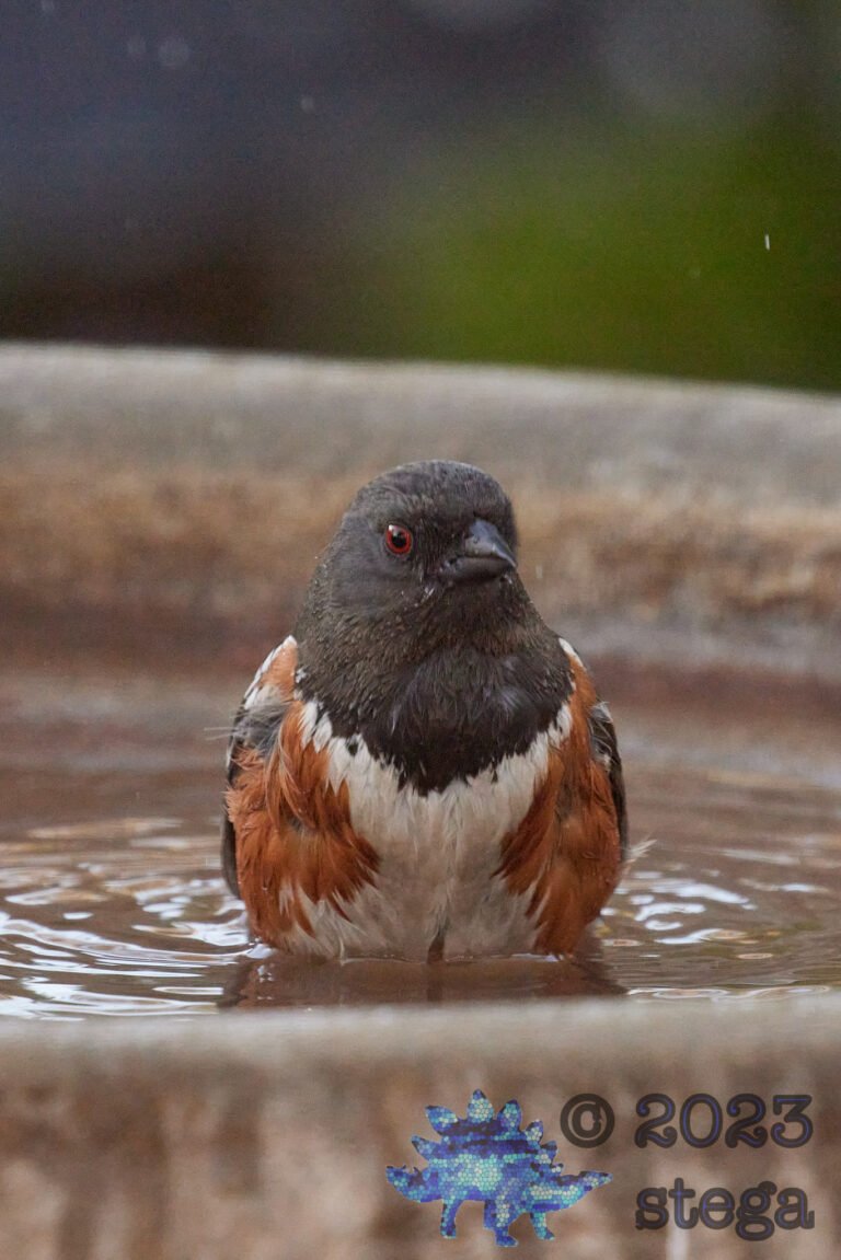 Spotted Towhee