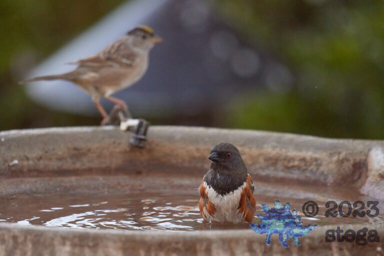 Spotted Towhee