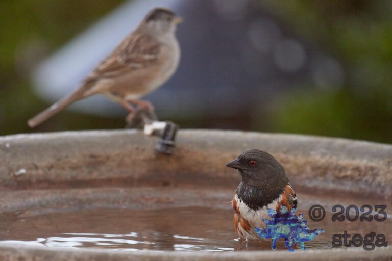 Spotted Towhee
