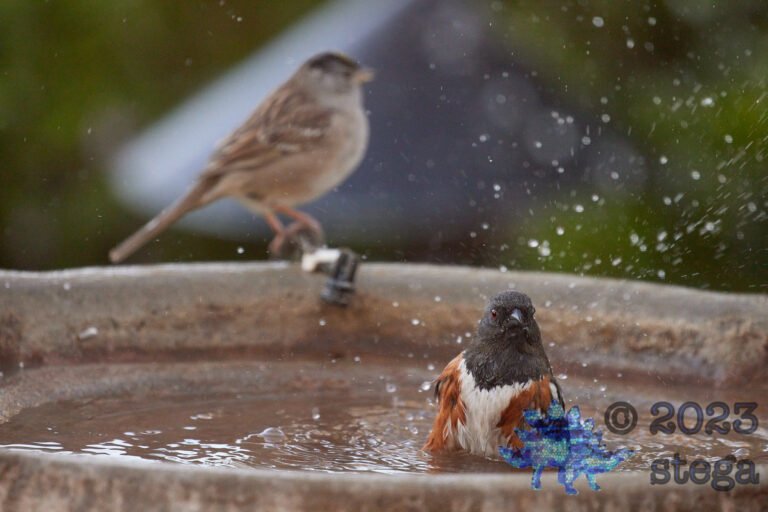 Spotted Towhee