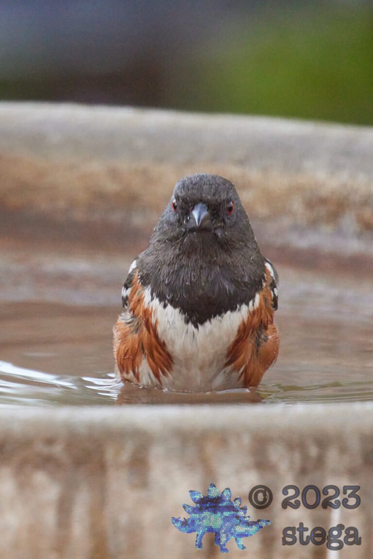 Spotted Towhee
