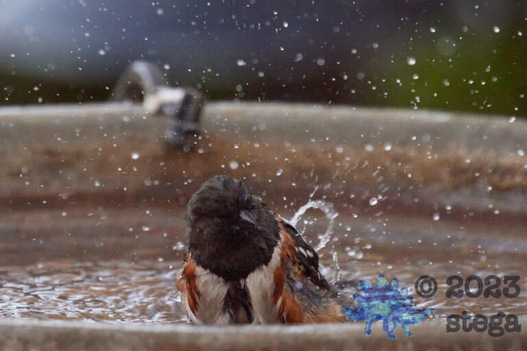 Spotted Towhee
