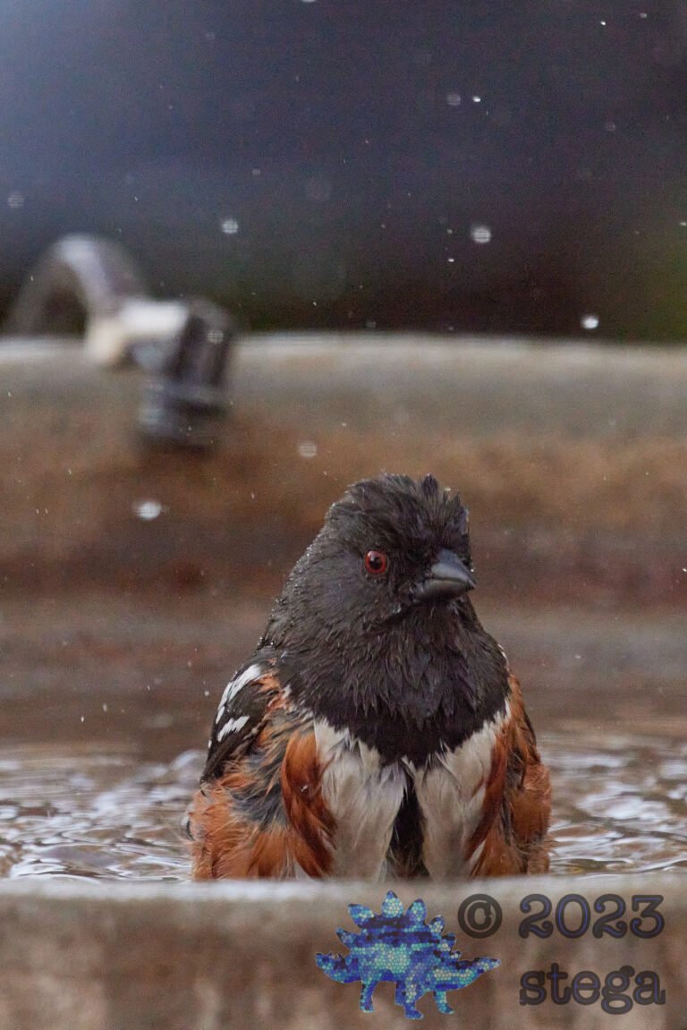 Spotted Towhee