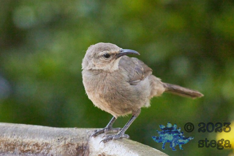 Fledgling California Thrasher