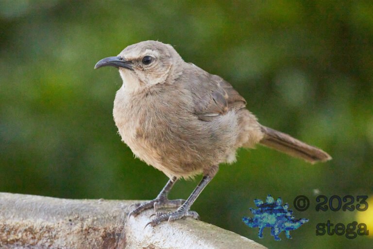 Fledgling California Thrasher