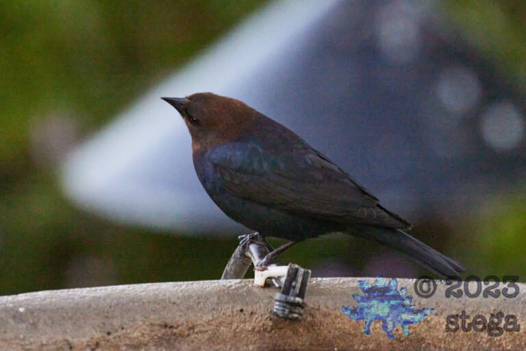 Brown-Headed Cowbird