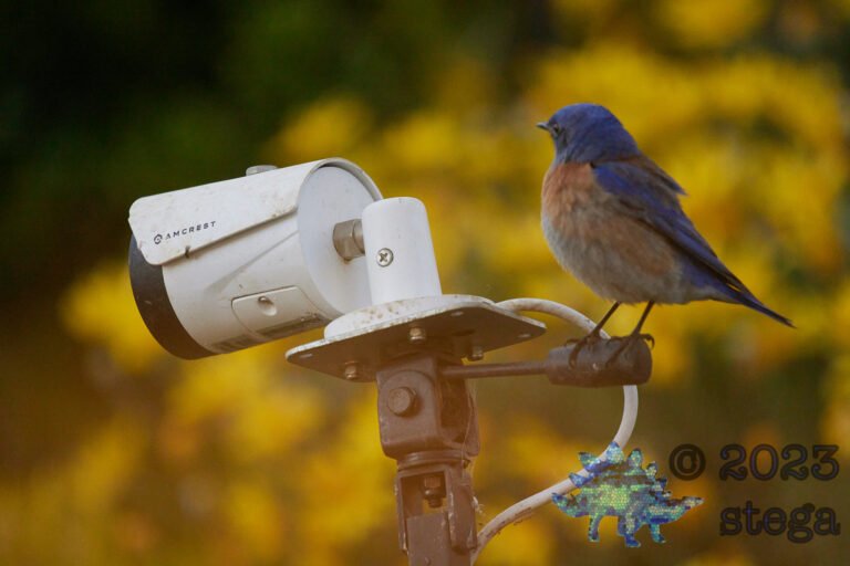 Western Bluebird