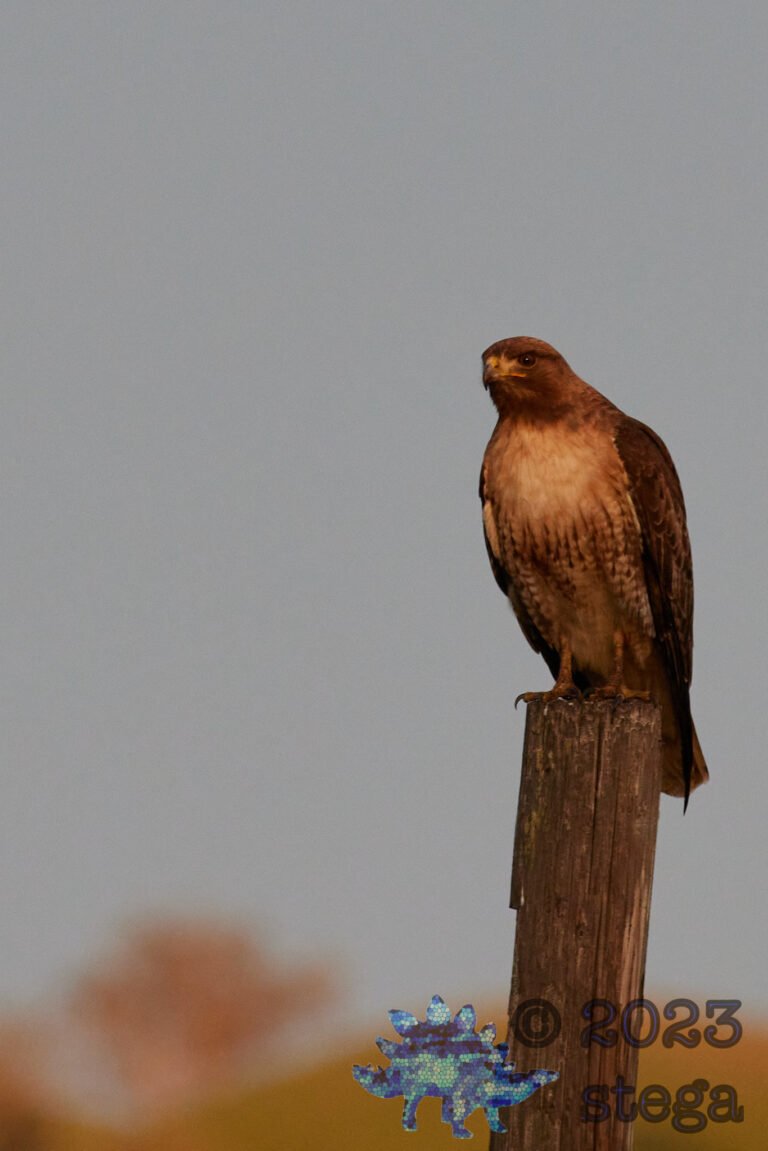 Red-Tailed Hawk