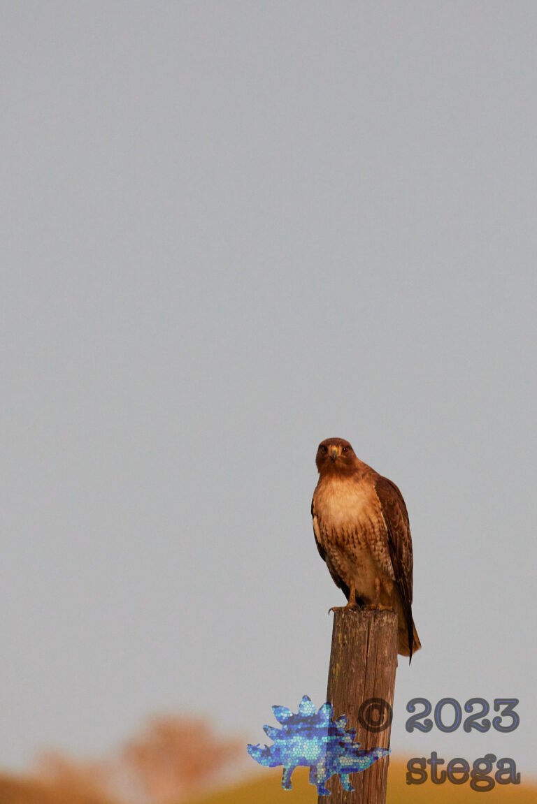 Red-Tailed Hawk